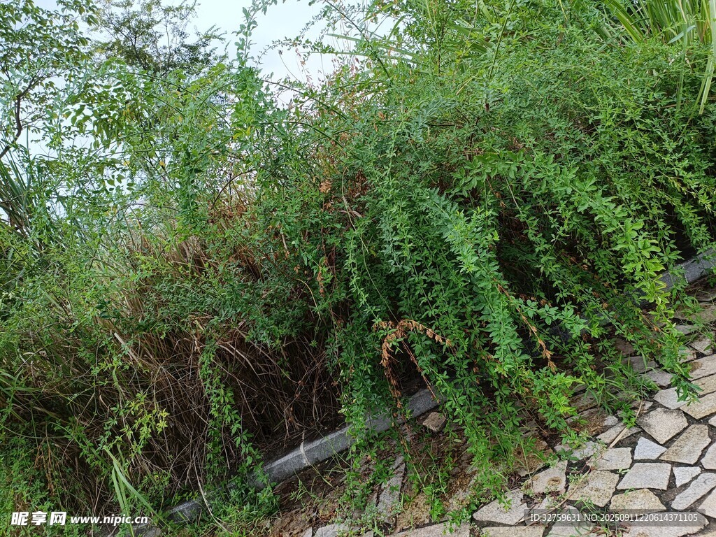 路邊繁茂的攀緣植物