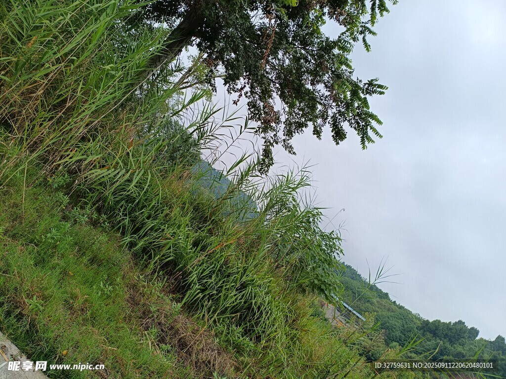 山間草地風景