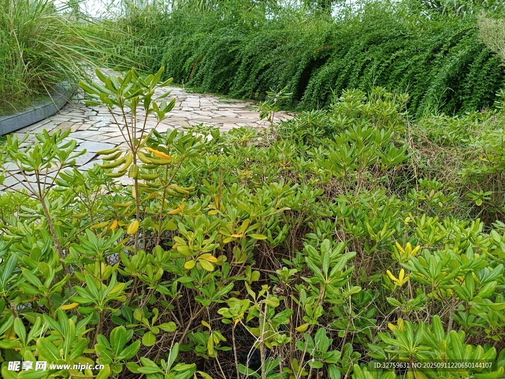 繁茂綠植中的自然景致