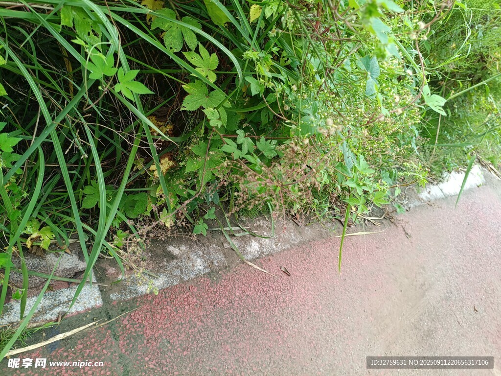 路邊綠植與紅色地面景觀