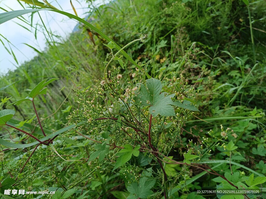 野外繁茂的綠色植物景觀