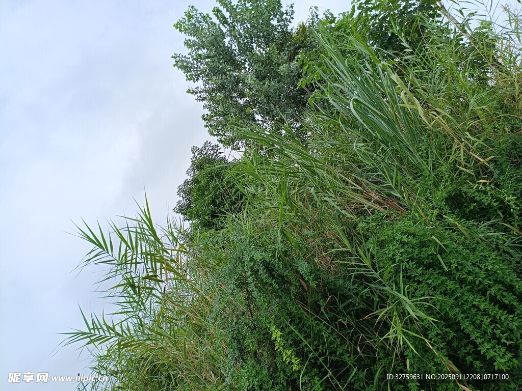 茂密綠植與藍(lán)天相映