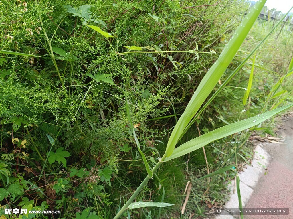 路邊繁茂綠植