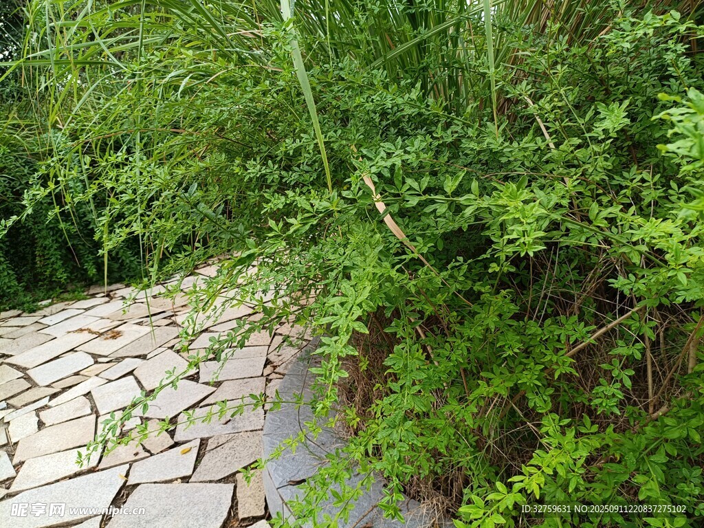 石板路旁的蔥郁綠植