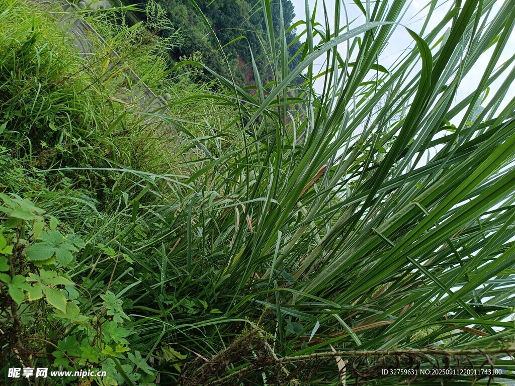 山坡上的繁茂綠色植物
