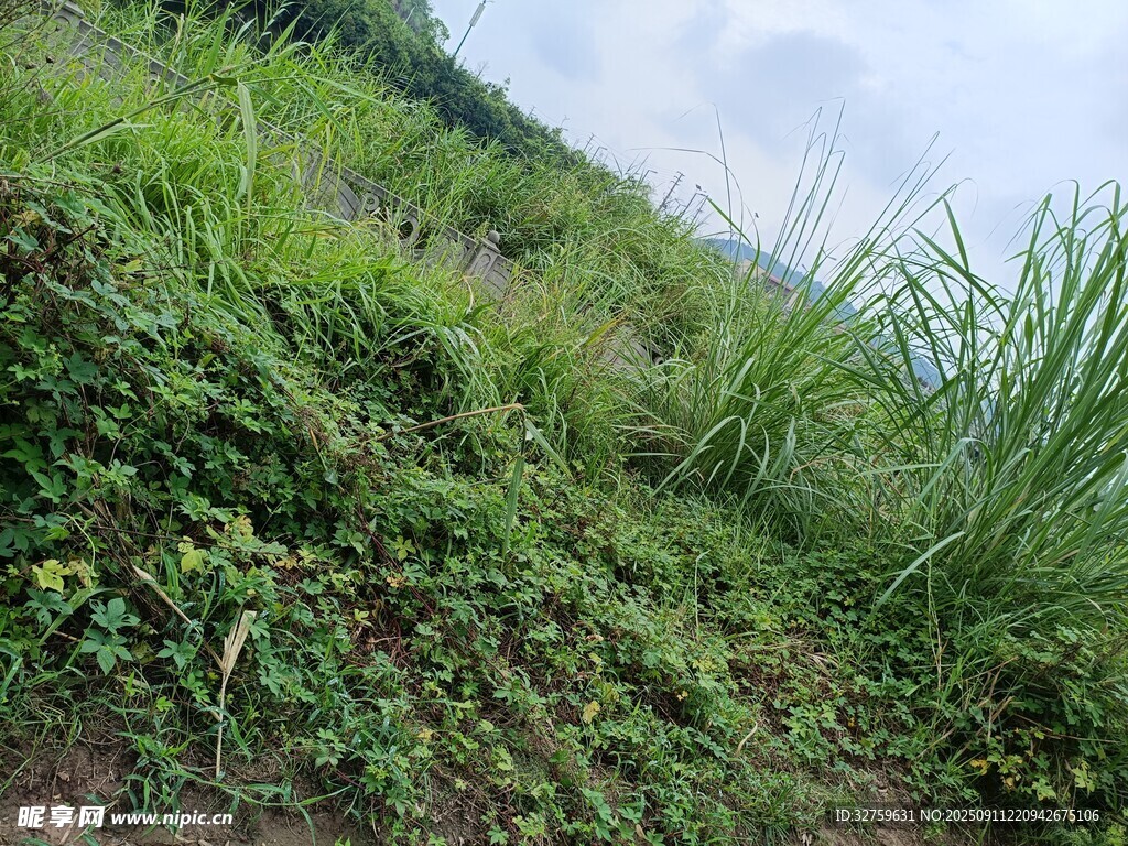 山坡上的繁茂綠色植被