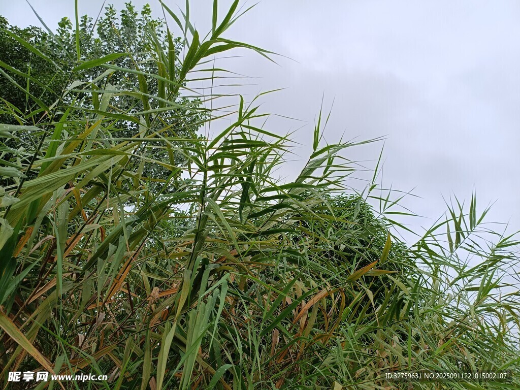 野外茂盛的綠色植物