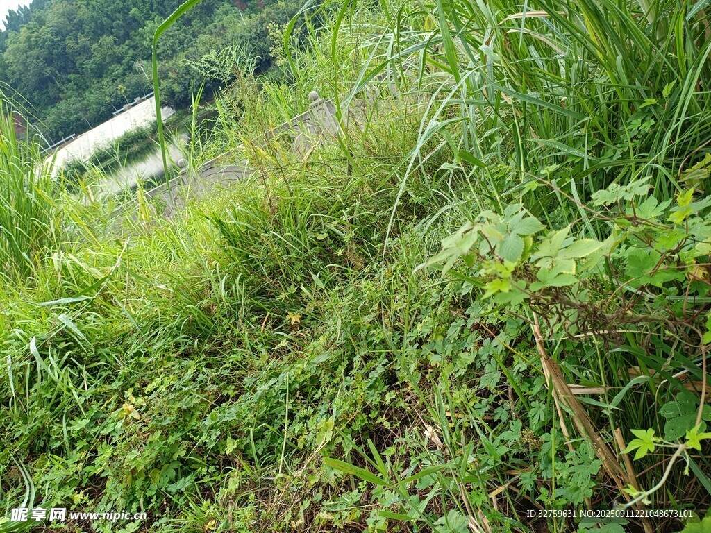 野外繁茂的綠色植物景觀