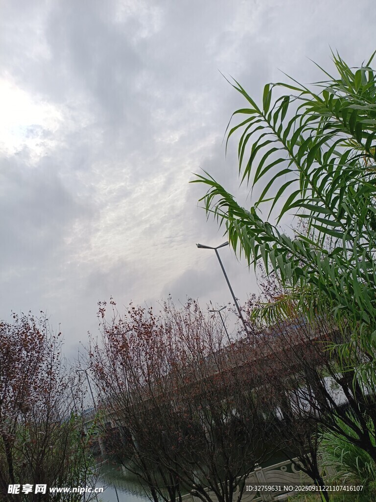 陰天中的綠植與樹木景觀