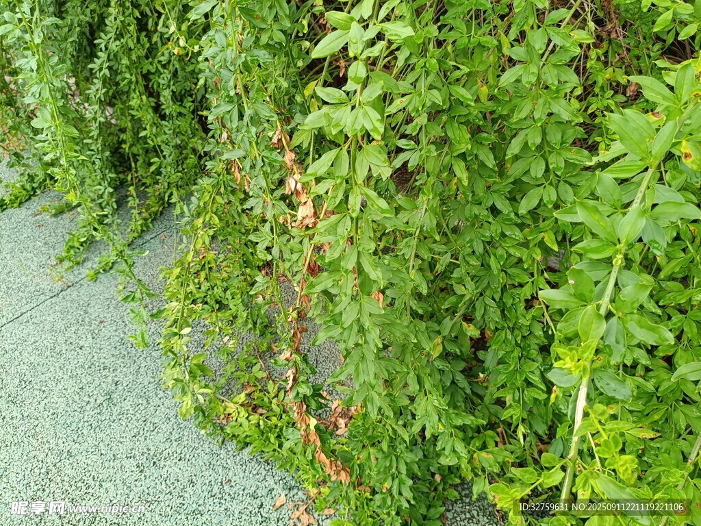 路邊繁茂的綠色植物
