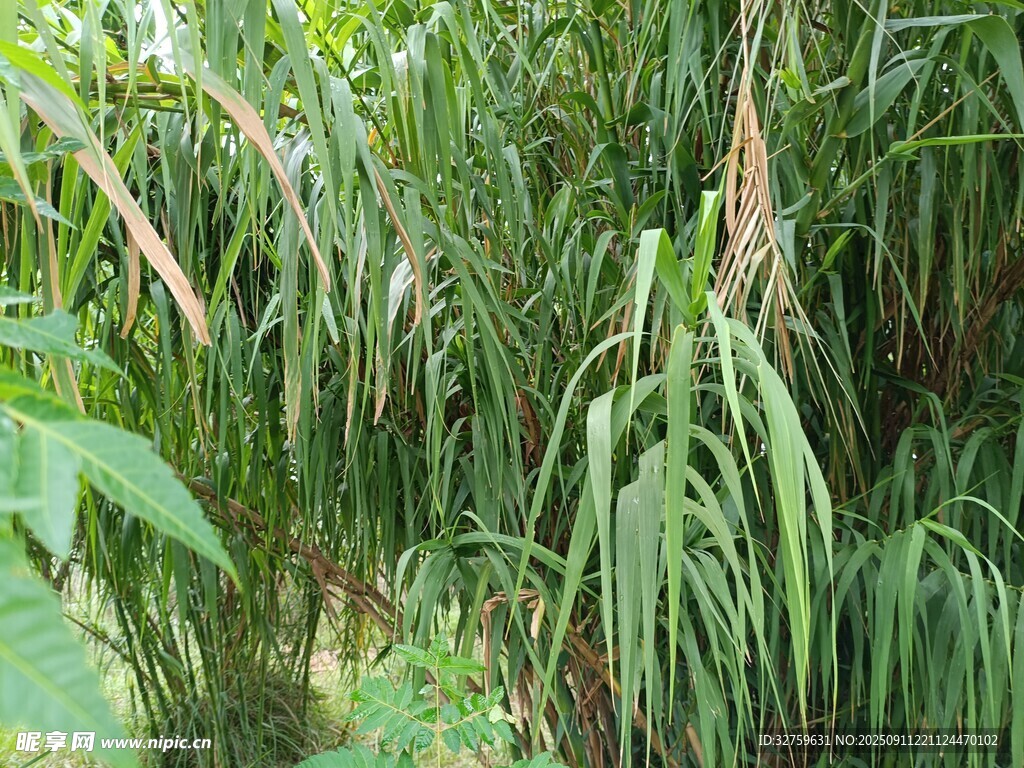 茂密蔥郁的綠色植物景觀