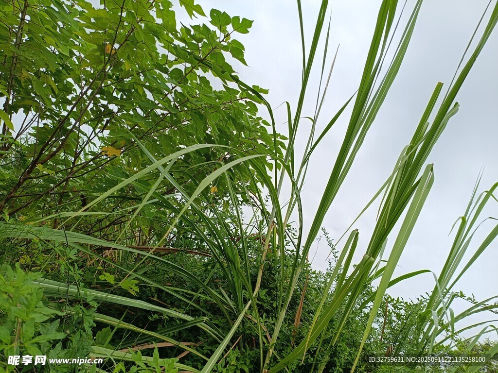 野外茂盛的綠色草叢