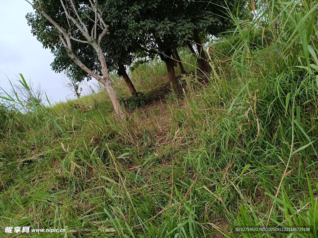 山坡上的樹木與草地