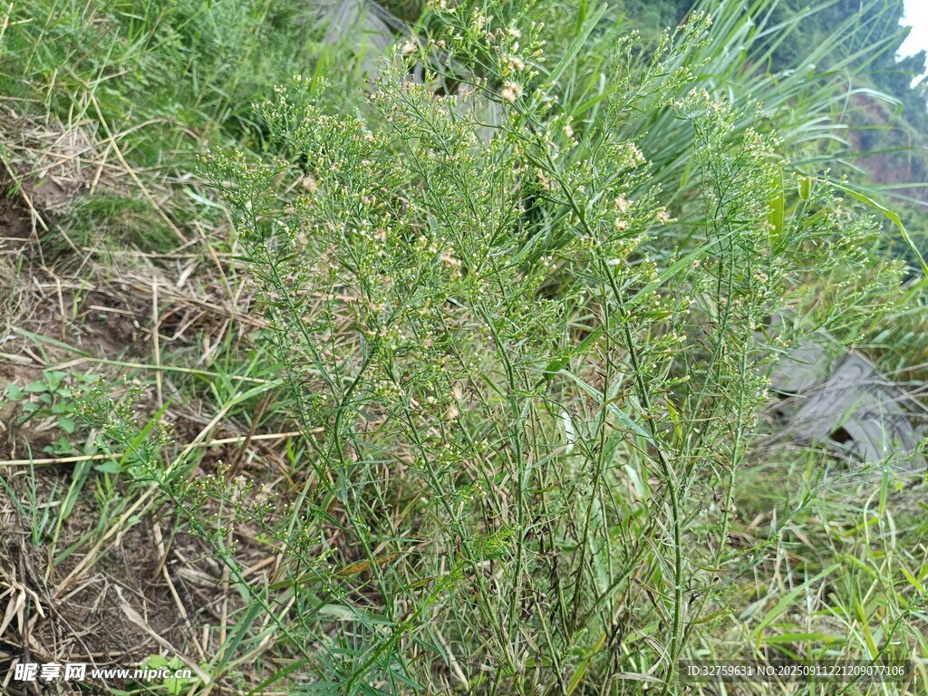 野外草地景象