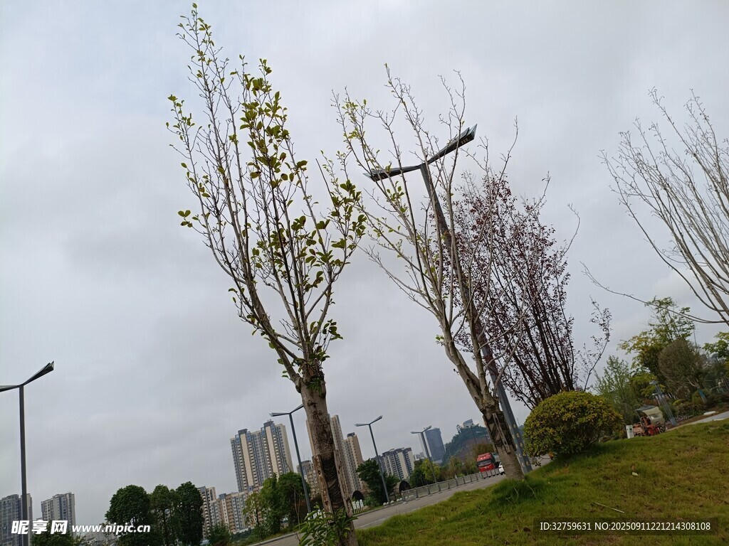 城市中稀疏樹木與路燈景觀