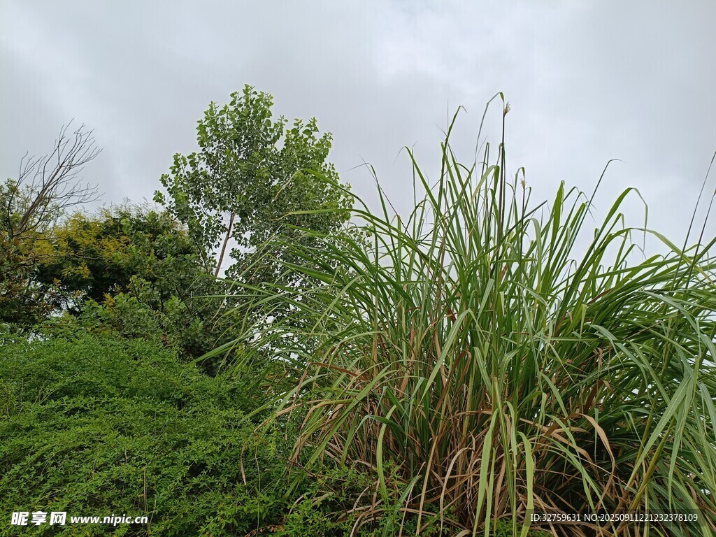 野外茂盛的綠色植物