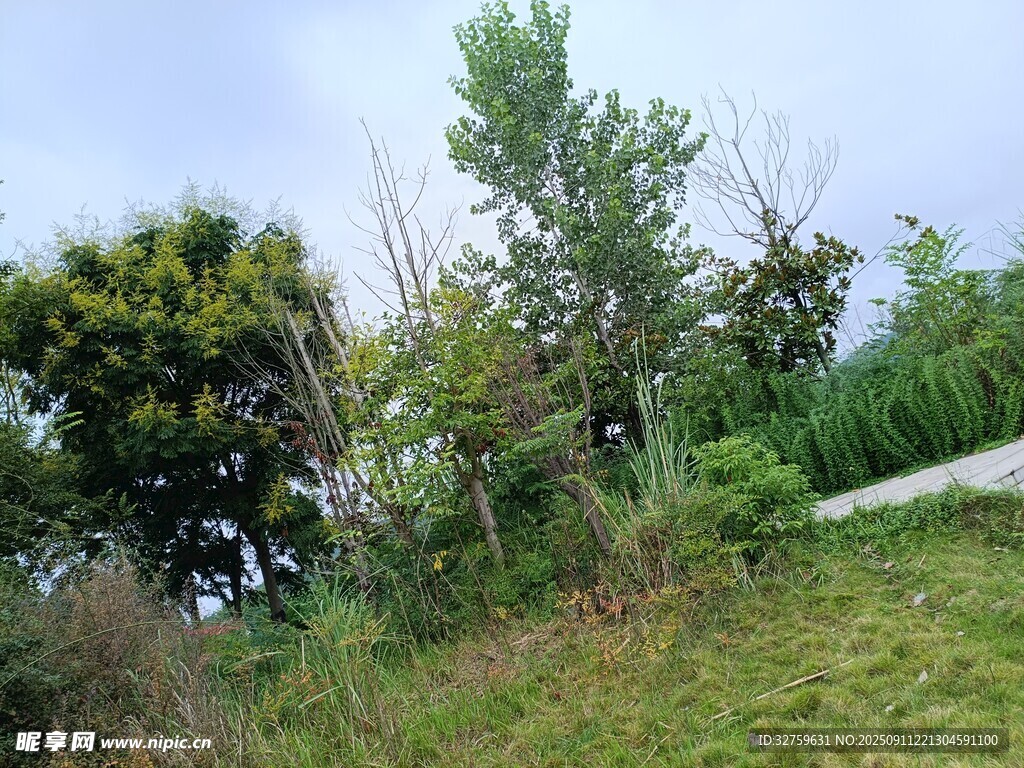 戶外綠植與繁茂樹木景觀