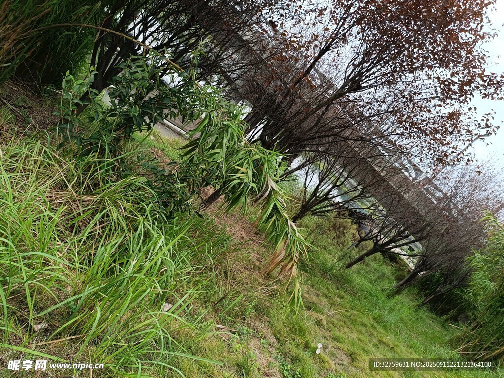 野外草地與樹(shù)木景觀