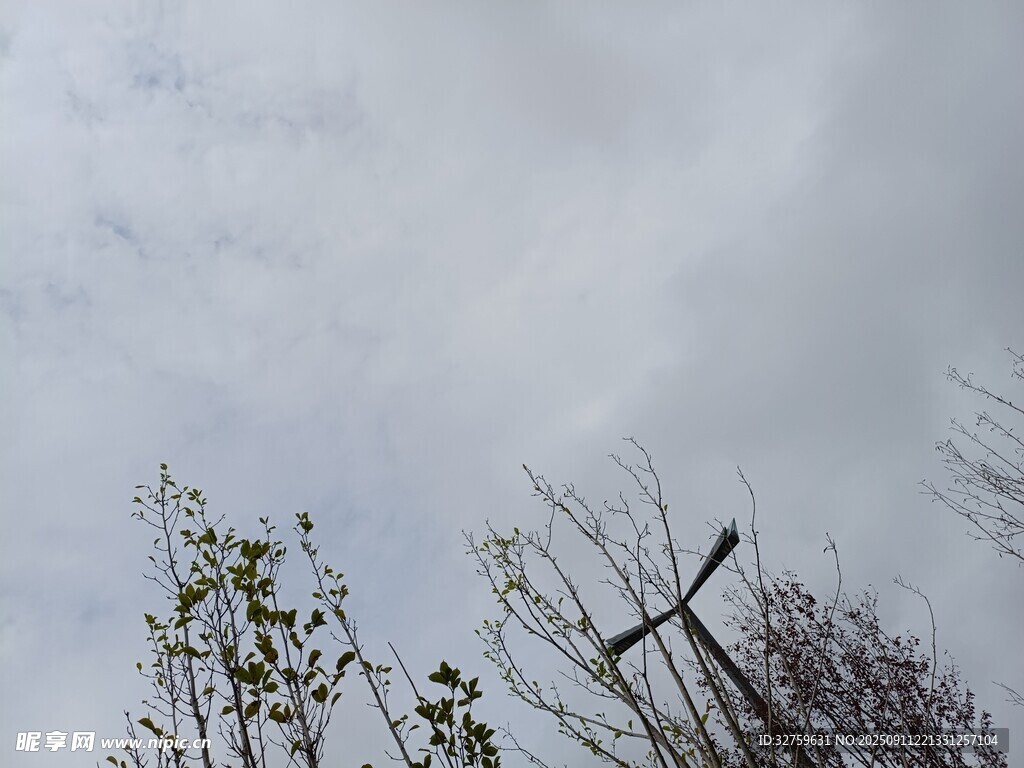 天空下的樹梢與飛鳥