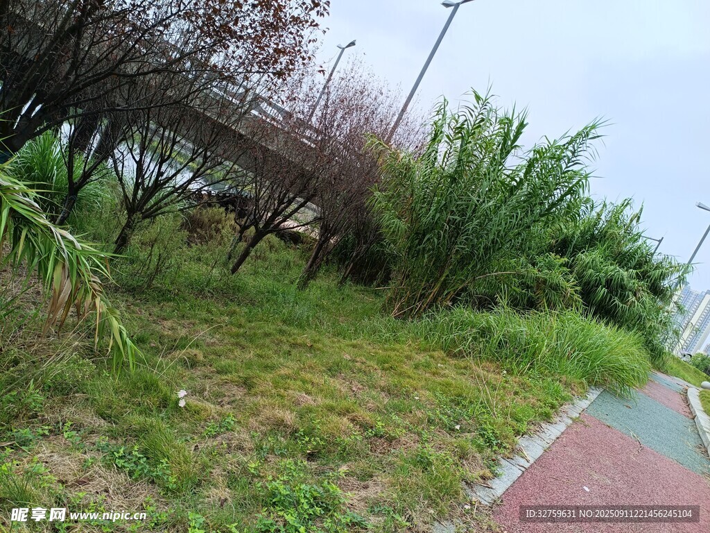 路邊綠植景觀