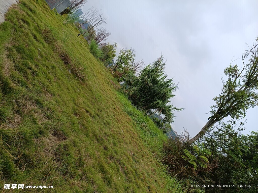 山坡綠意盎然的自然景象