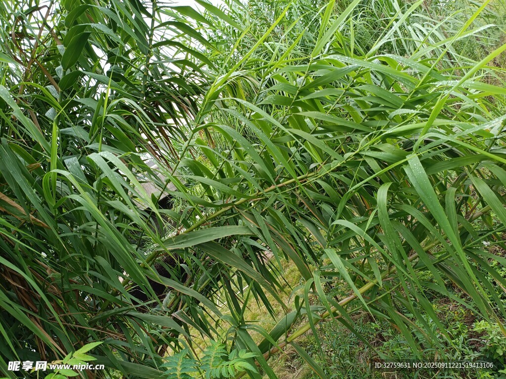 茂密綠植