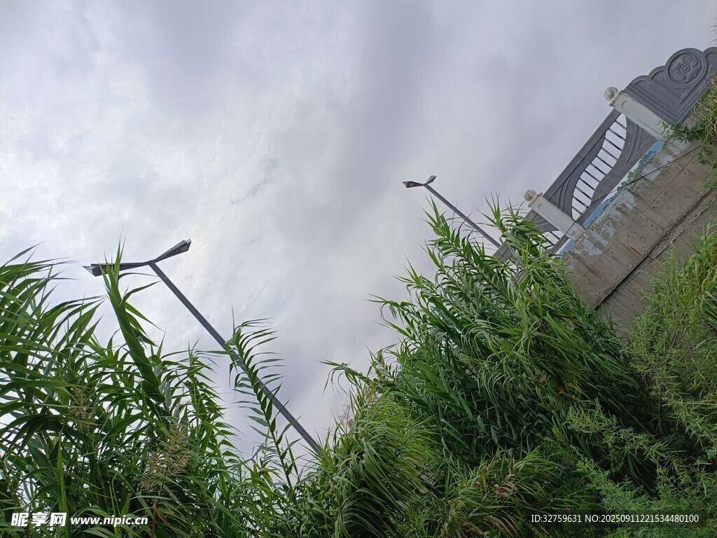 綠植與路燈映襯的城市景象
