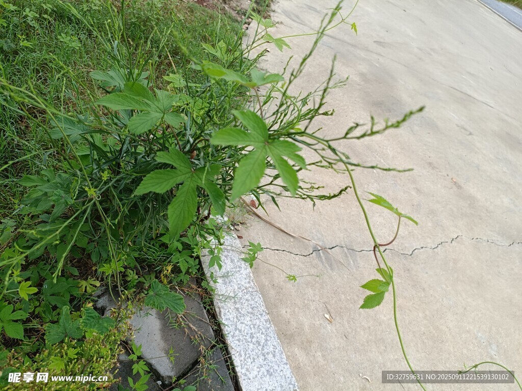 路邊生長的綠色藤蔓植物