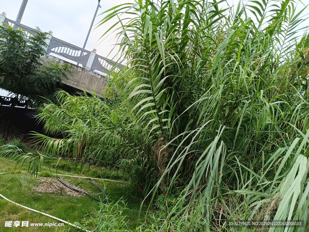 戶外叢生的高大綠色植物