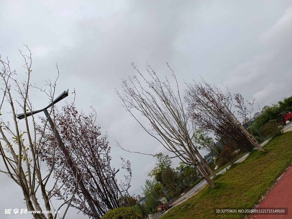 暴風(fēng)雨后受損的樹木景觀