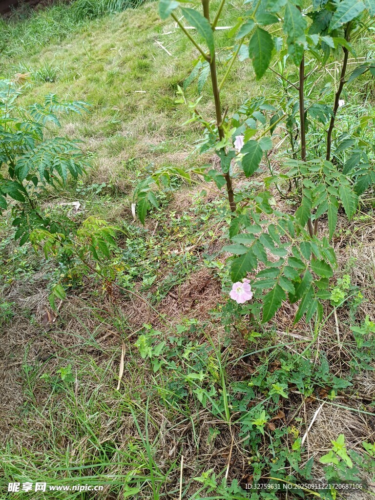 草地上的白花與綠植