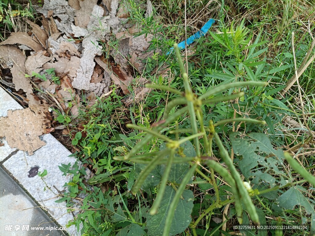 路邊生長的綠色雜草植物