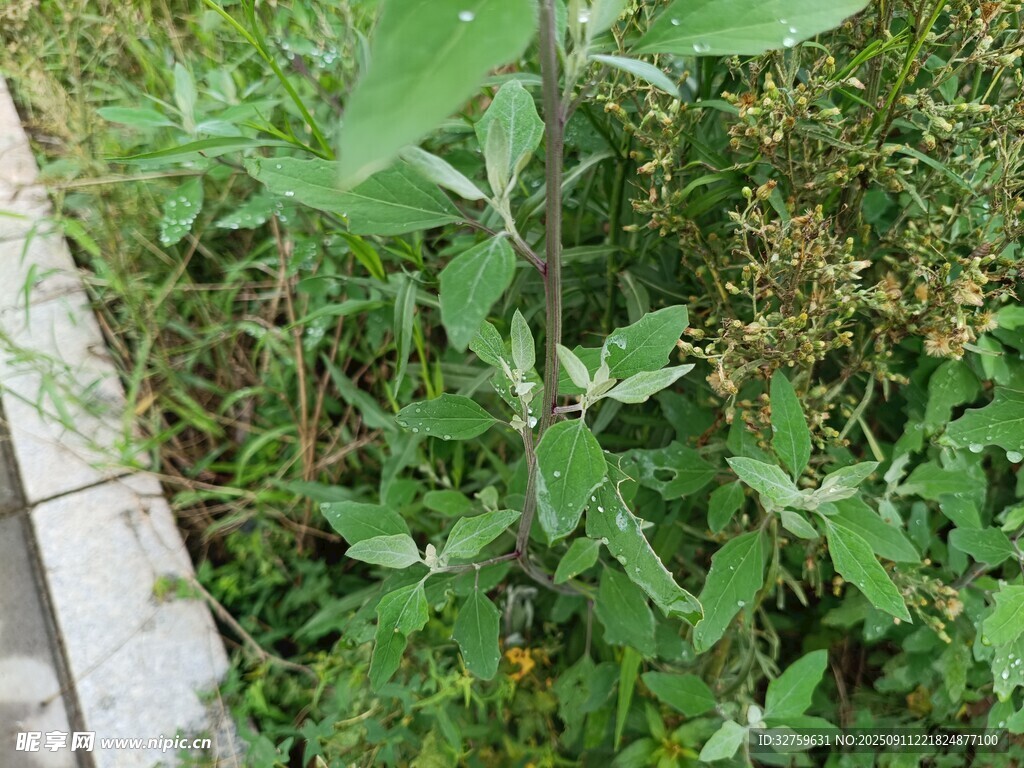 墻邊繁茂綠植景象
