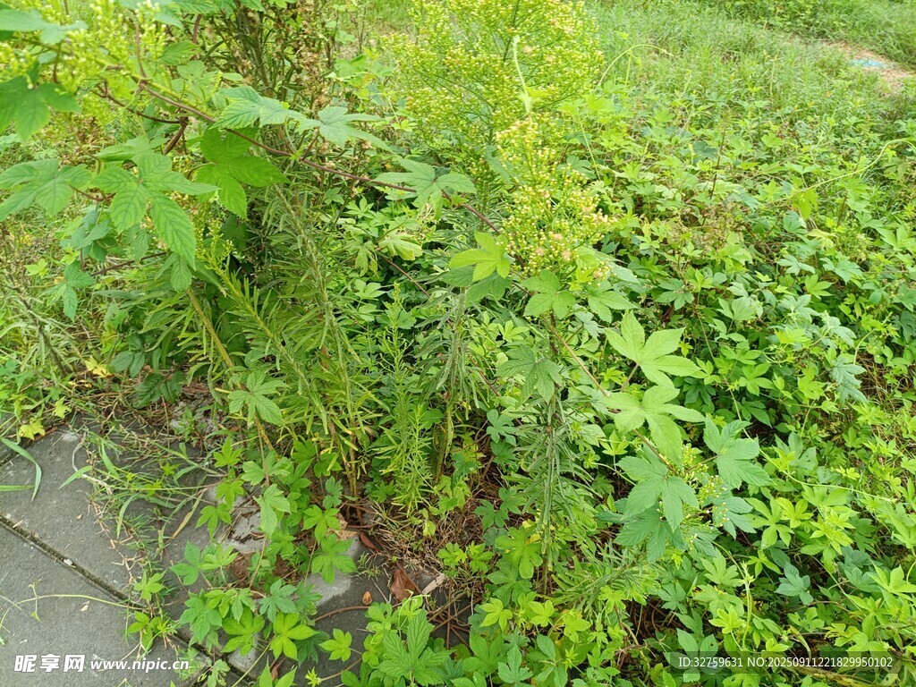 路邊繁茂的綠色植物