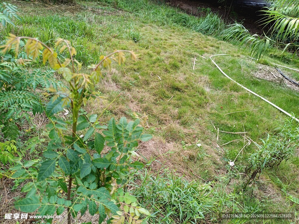 戶外草地與綠植景觀
