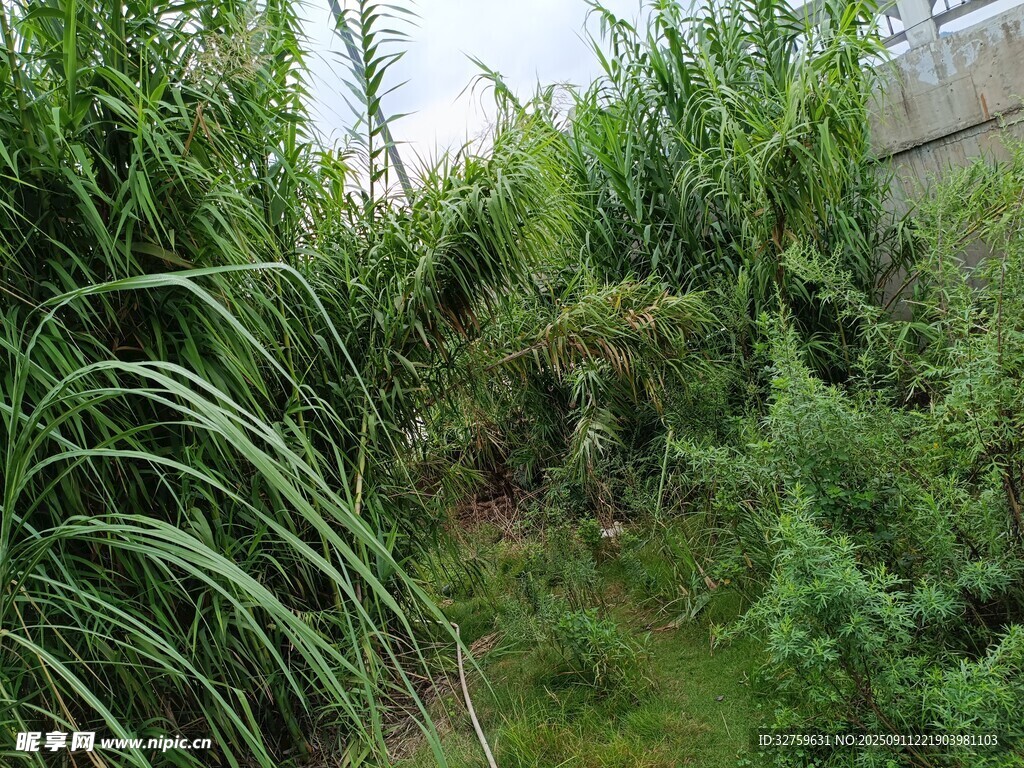 繁茂綠植 