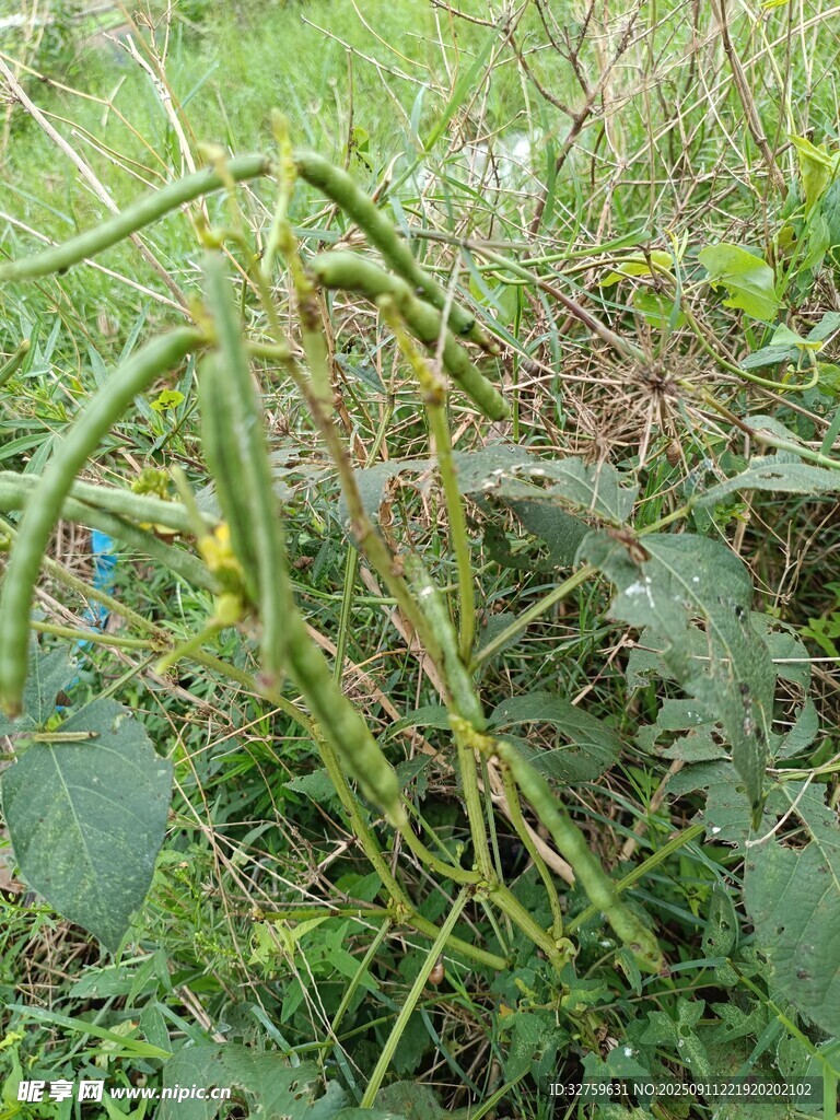 田間生長的帶刺綠色植物