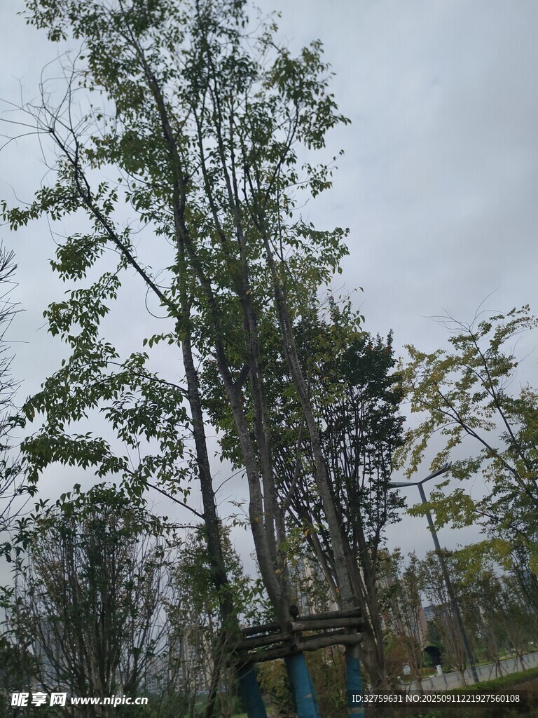 戶外樹木景觀