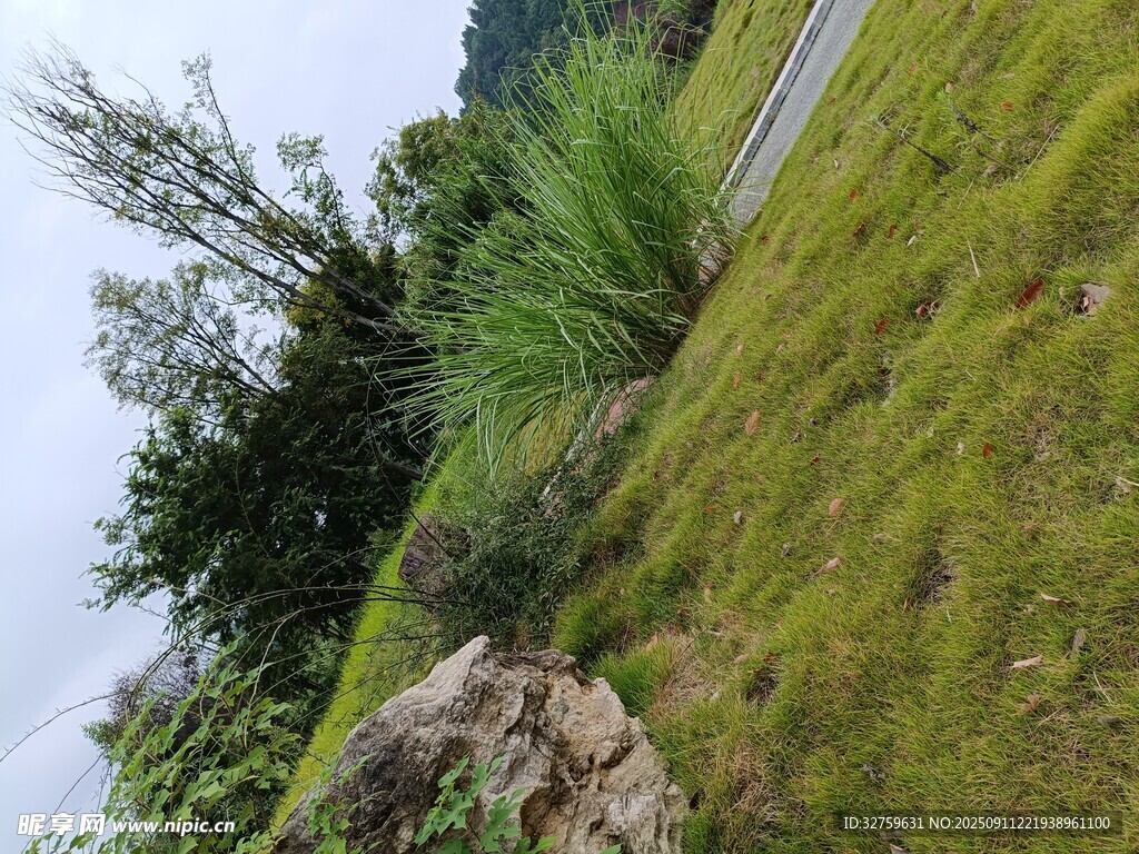 戶外草地與樹木景致