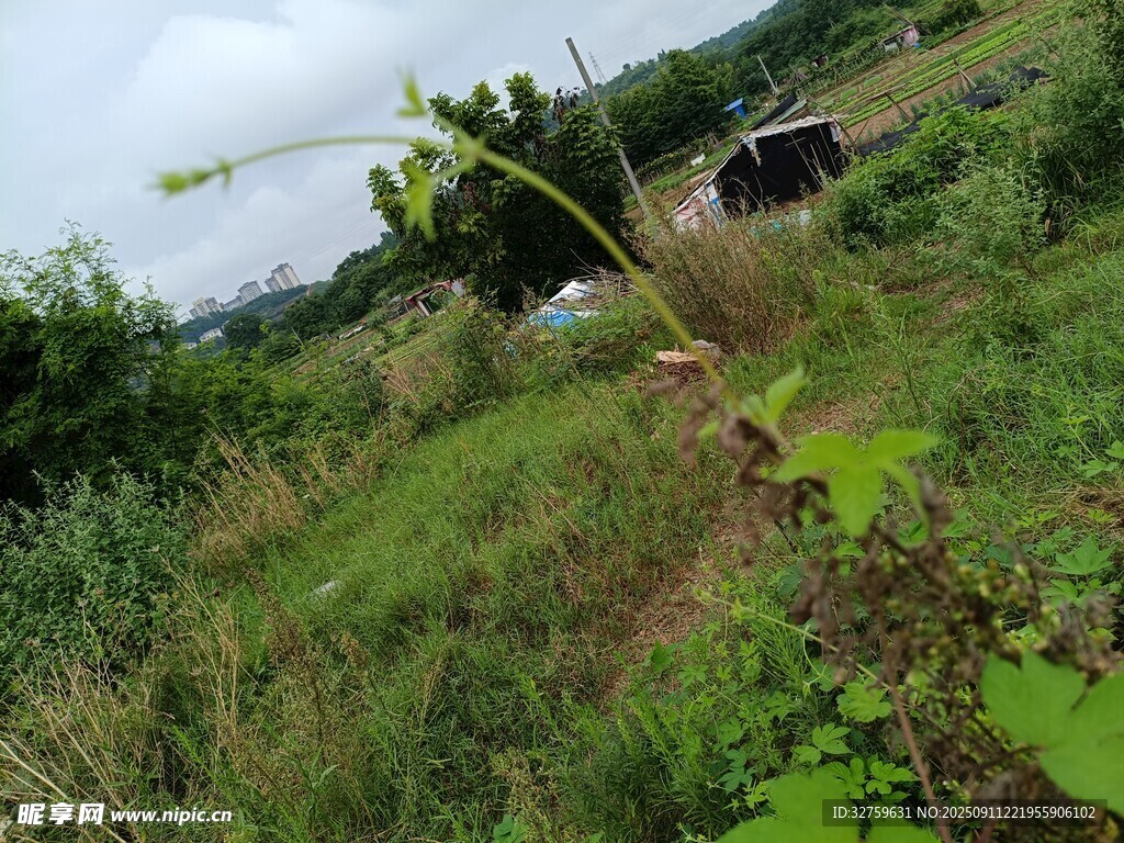 鄉(xiāng)村野外的繁茂綠色景象