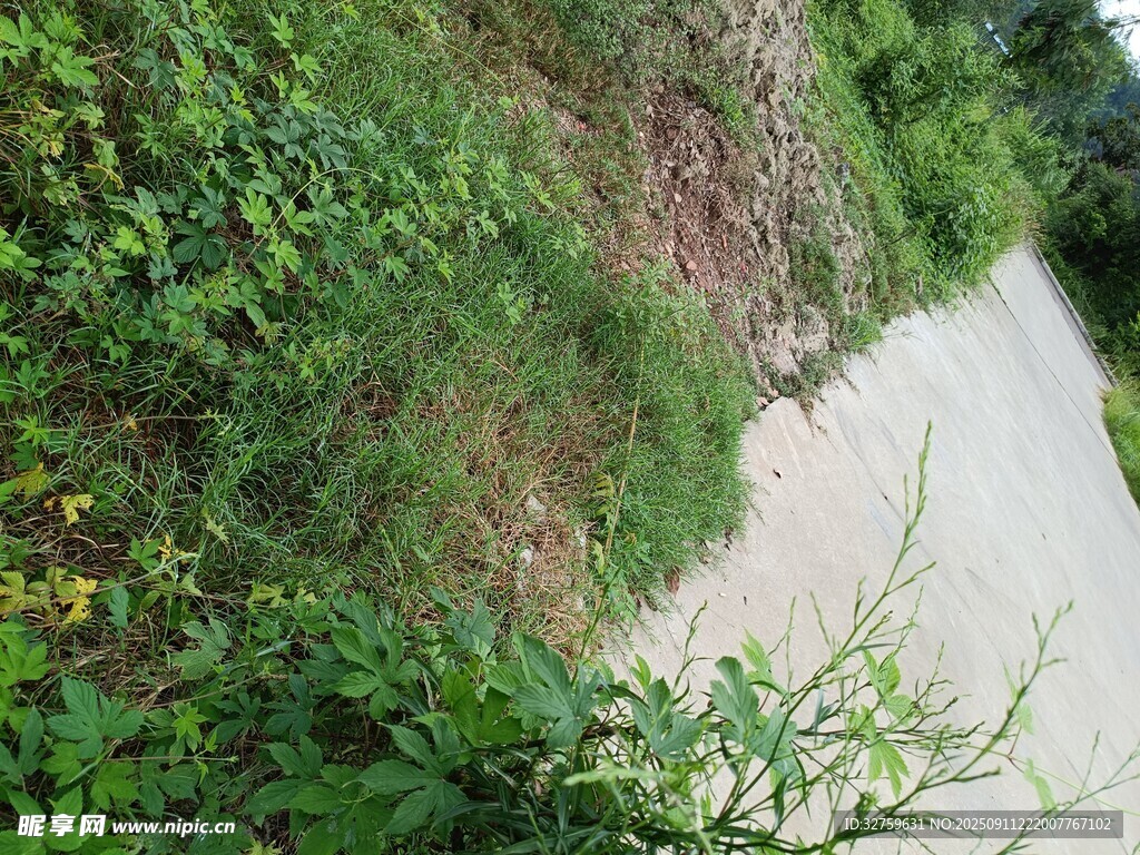 山間蜿蜒小路與繁茂植被