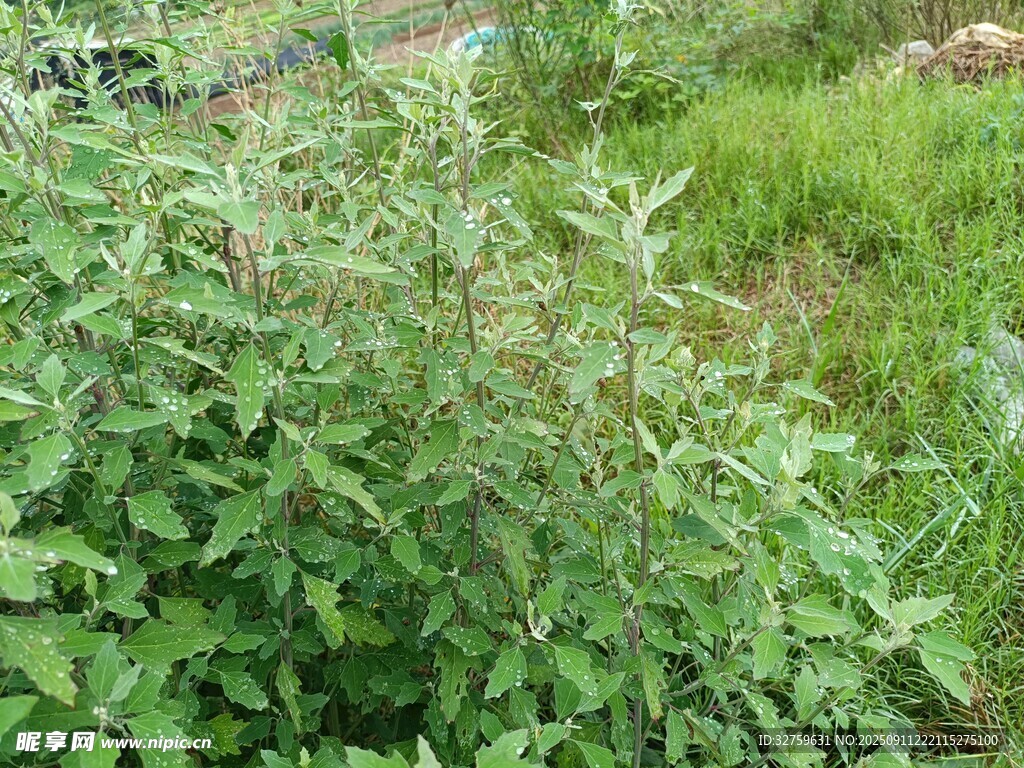 野外繁茂的綠色植物