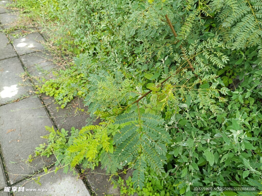 石板旁的繁茂綠植
