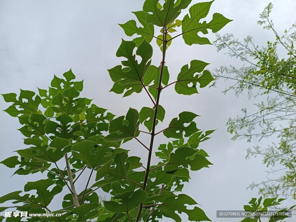 綠葉繁茂的樹(shù)木枝干