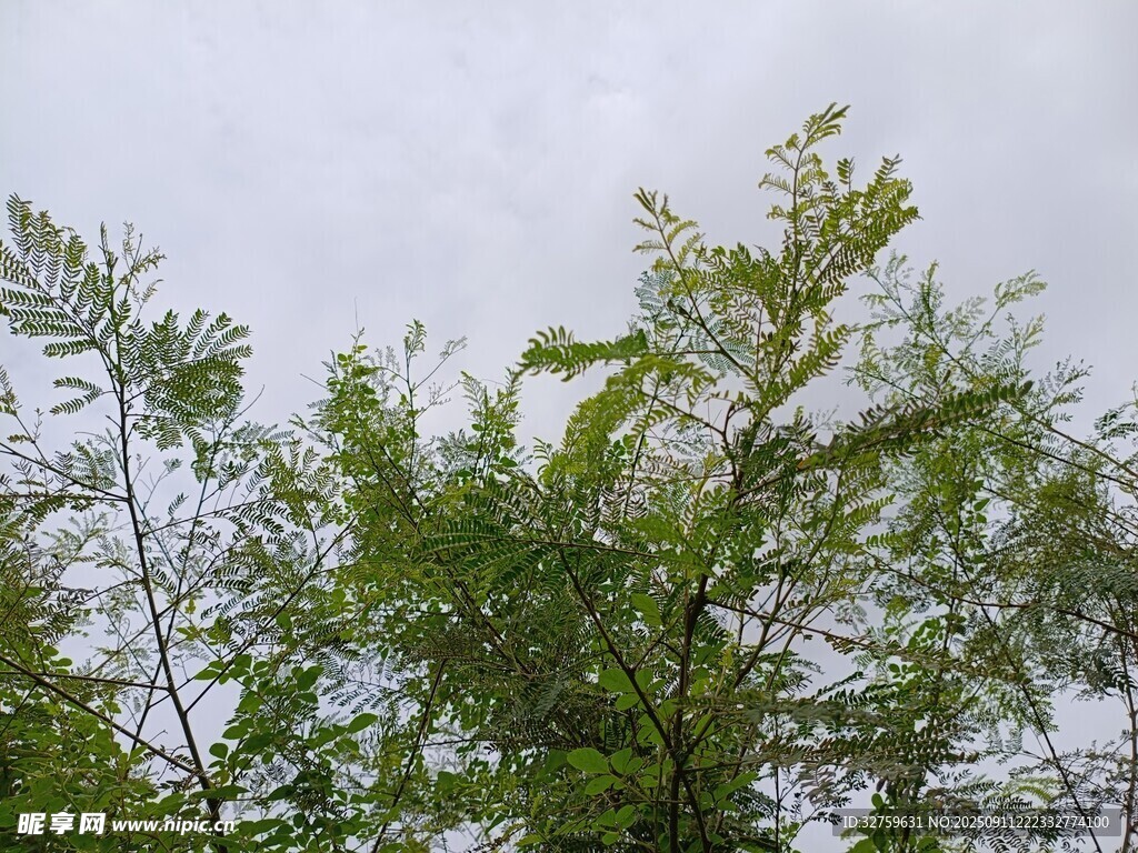 翠綠枝葉在藍(lán)天映襯下