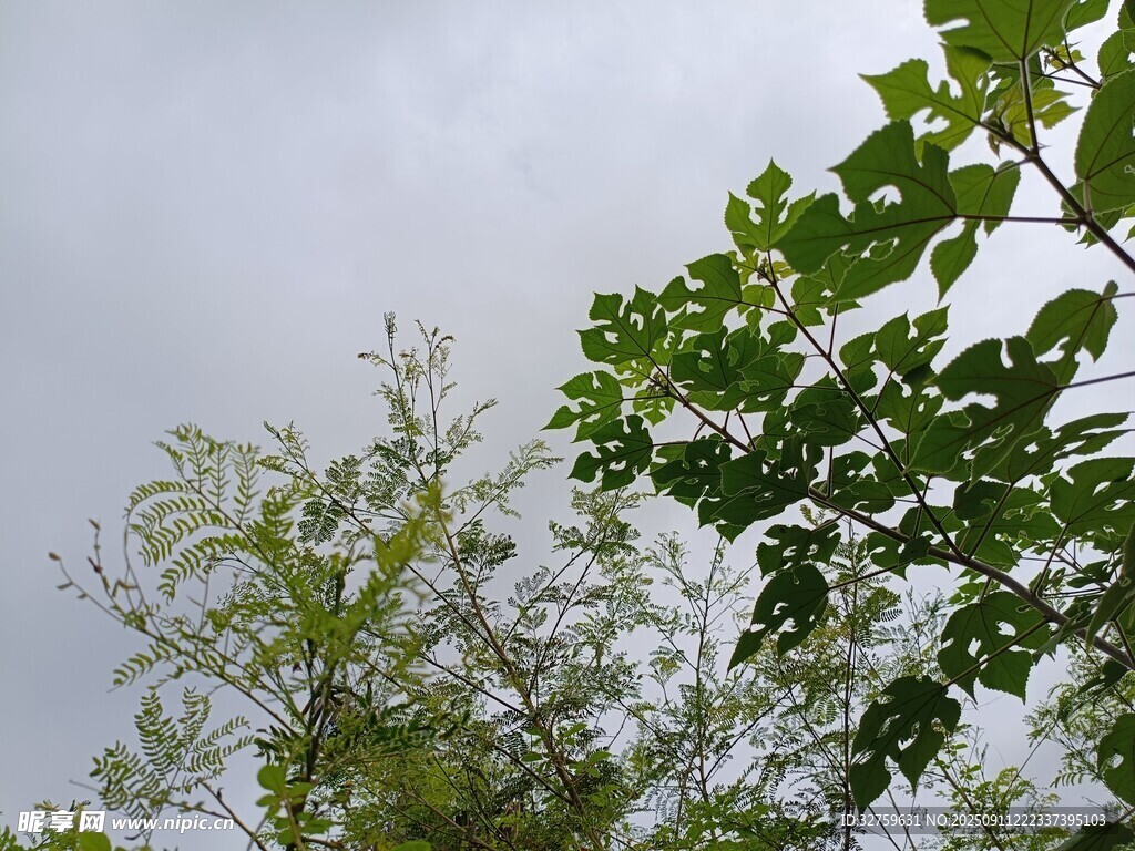 仰視翠綠枝葉