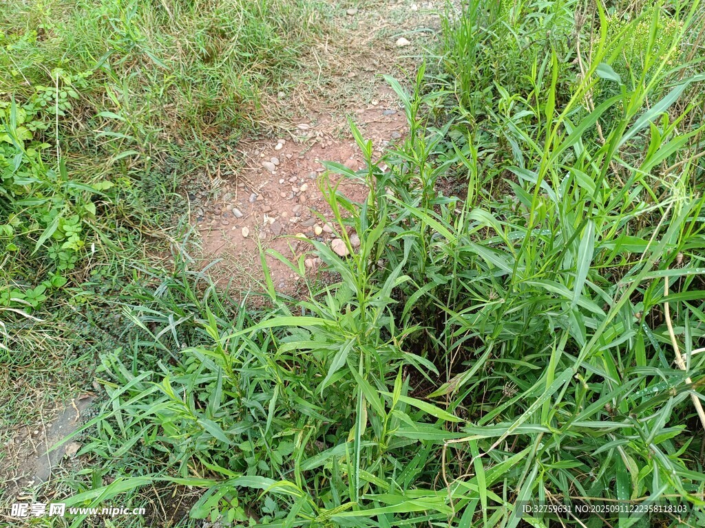 草地中的泥土與茂盛綠草