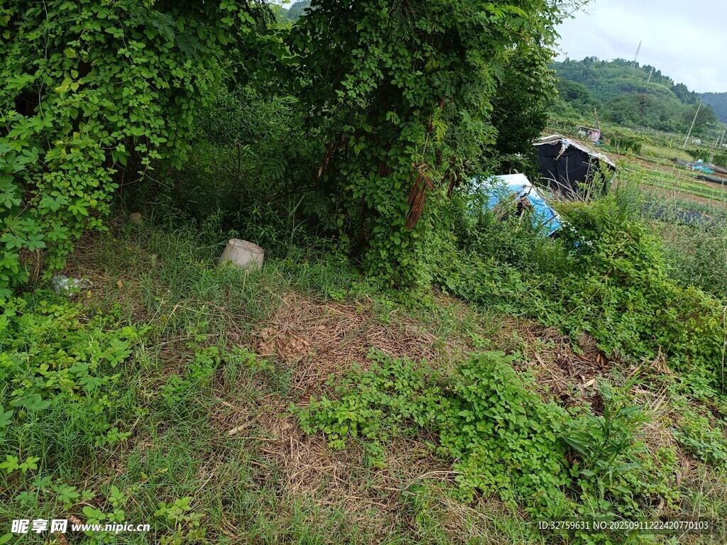 野外繁茂綠植中的小屋