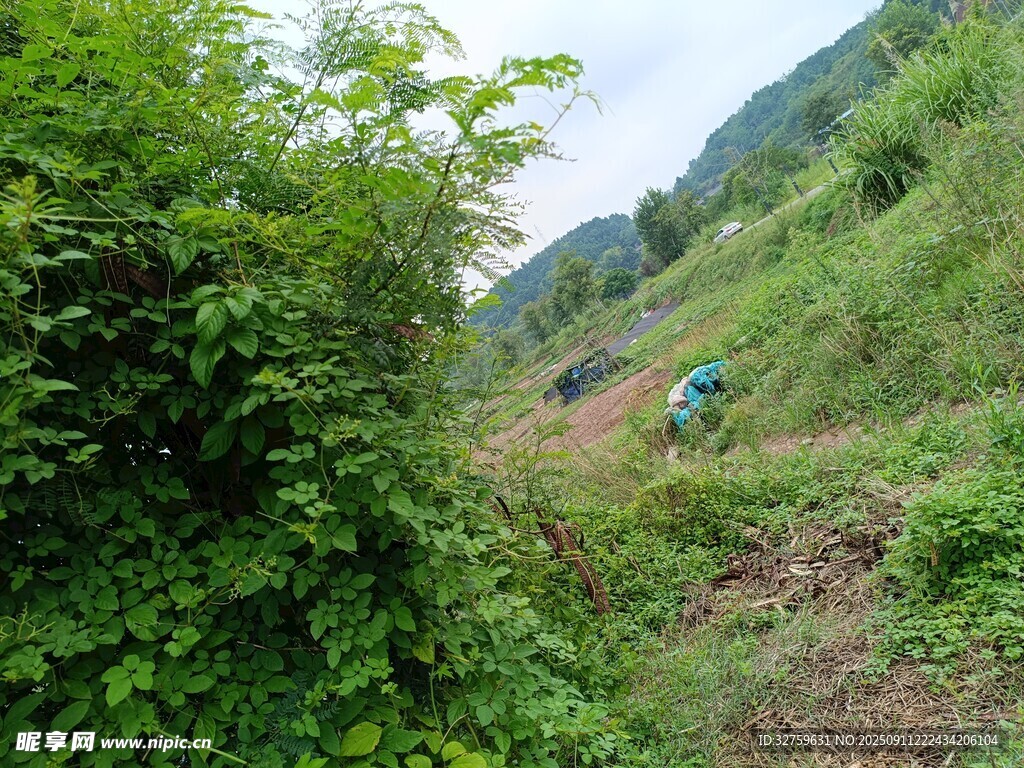 山間小徑的綠色景致