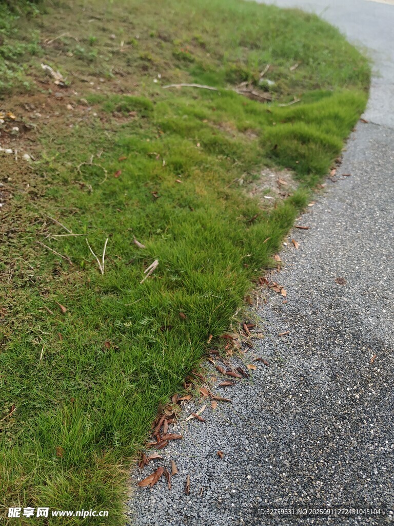 路邊翠綠草地與灰色路面